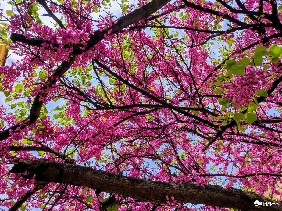 Virágba borult Júdásfa 