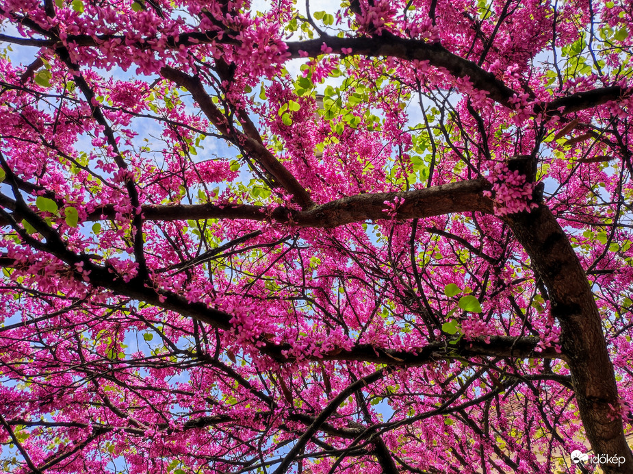 Virágba borult Júdásfa 04.26.