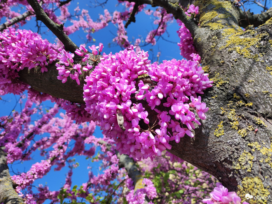 Szives ébredés 04.27.