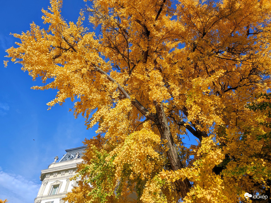 Gyönyörű őszi 11.02.