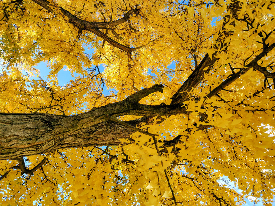 Gyönyörű őszi 11.02.