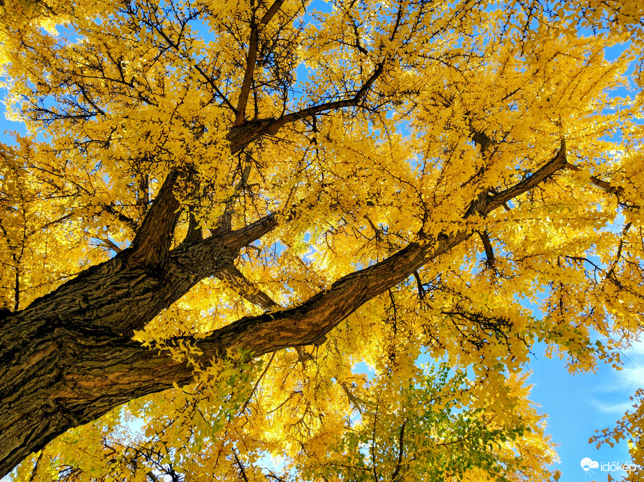 Gyönyörű őszi 11.02.