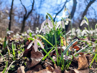 A tavasz hirnokei 02.25.