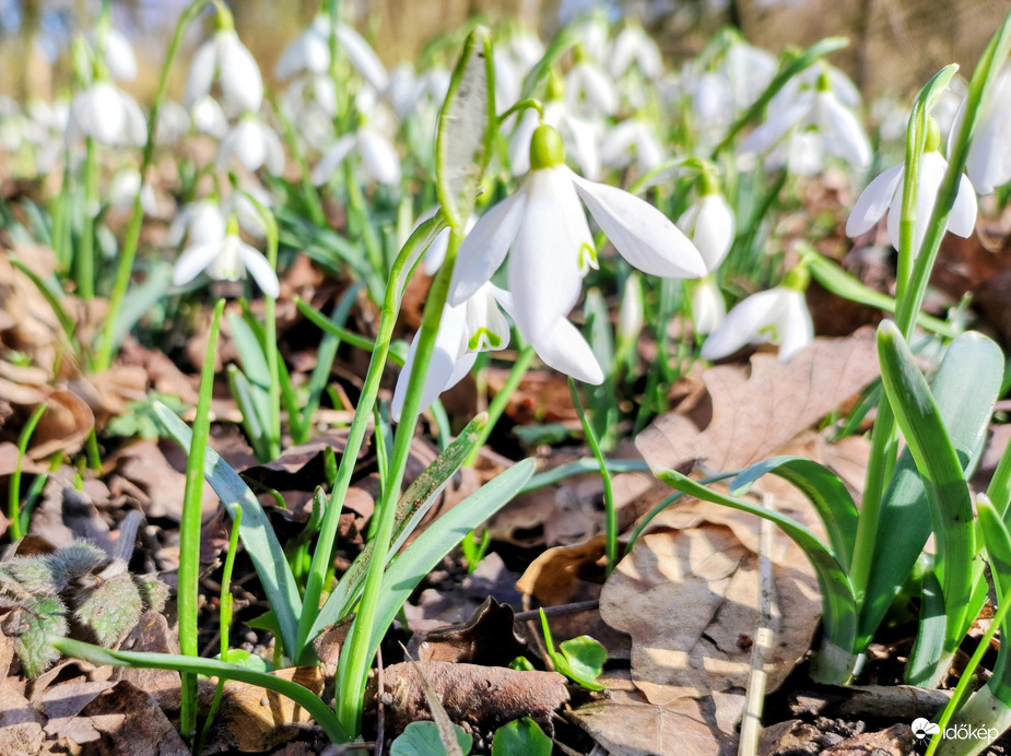 A tavasz hirnokei 02.25.