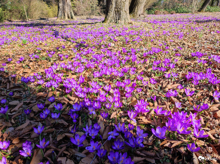 Lila szőnyeg 02.27.