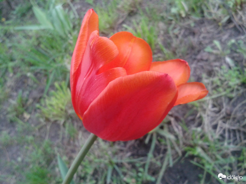 tulipán