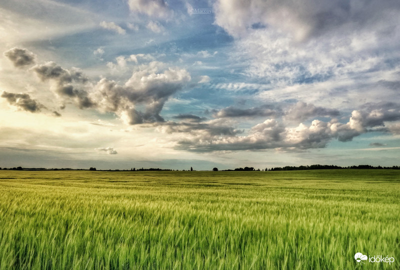 Májusi látkép a Kiskunságban.