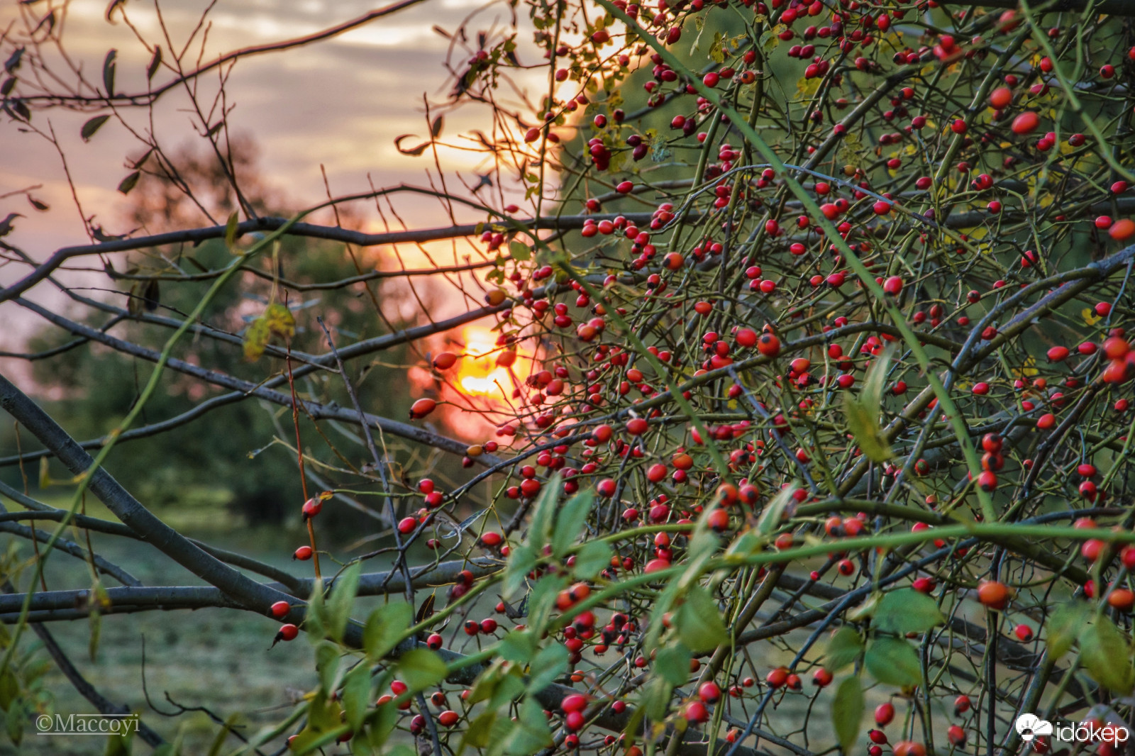 Szeptemberi bogyós. 
