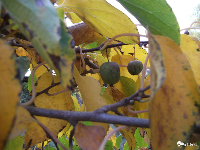 Issai mini kiwi