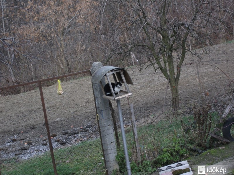 Madár lesen