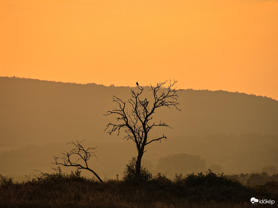 A “semmi” ágán