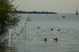 Beúsztak