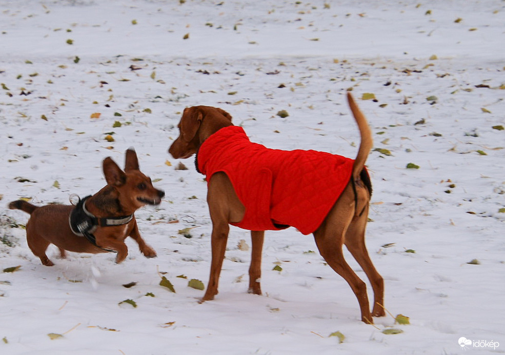Gyere, élvezzük a havat, amíg van!