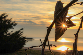 Fagyos, leveles bekacsintós