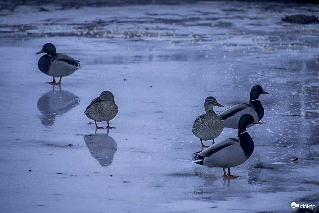 Őket még elbírja a jég