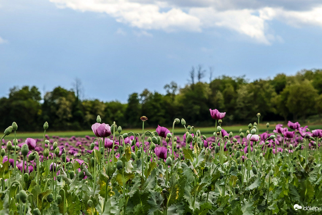 Megállított a látvány