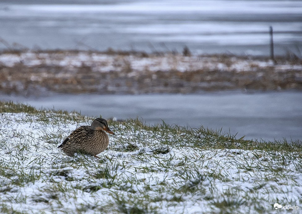 Hullott a hó, fúj a szél