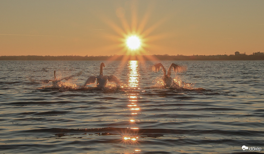 Aranyban lubickolók