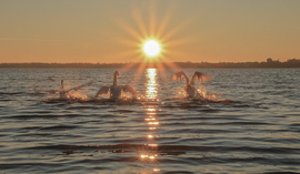 Aranyban lubickolók