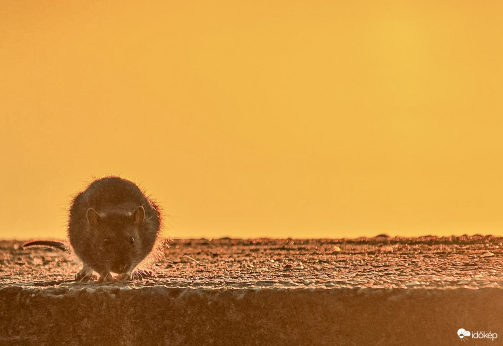 Ő reggelizni jött, én Napkeltét fotózni