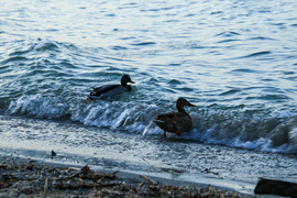 Fonyódi hullámlovasok