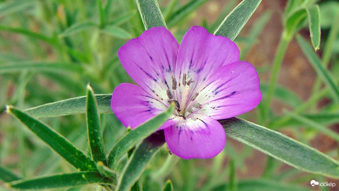 Természet