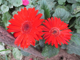 Gerbera