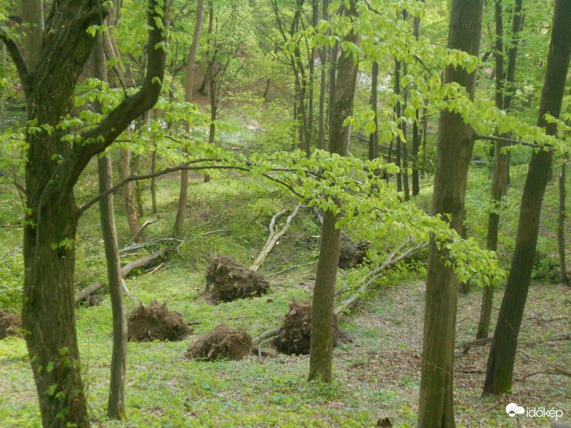 Bükkben Felsőtárkány felé