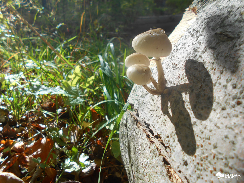 Bükk, Pénzpatak tető