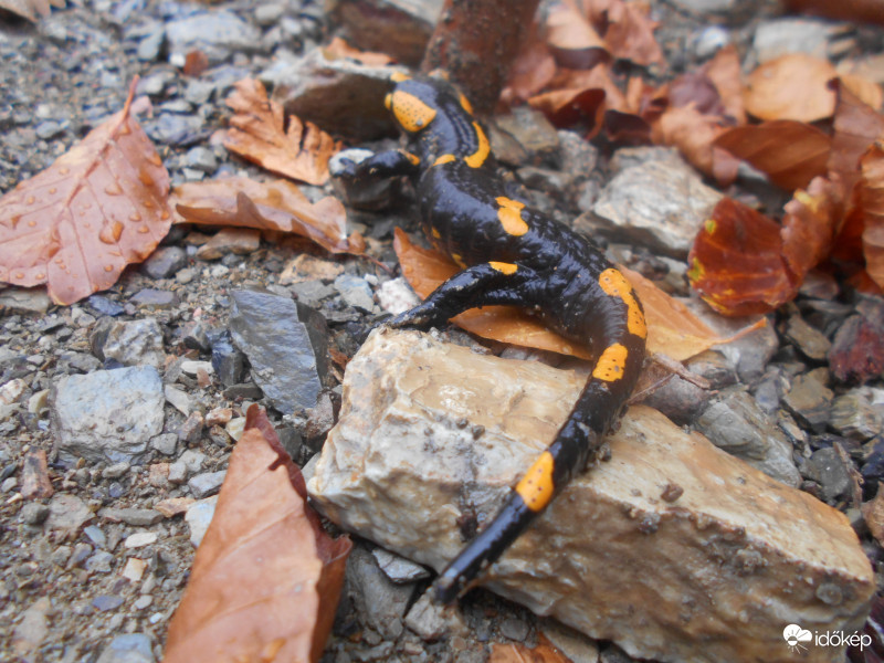 izgő-mozgó szalamandra