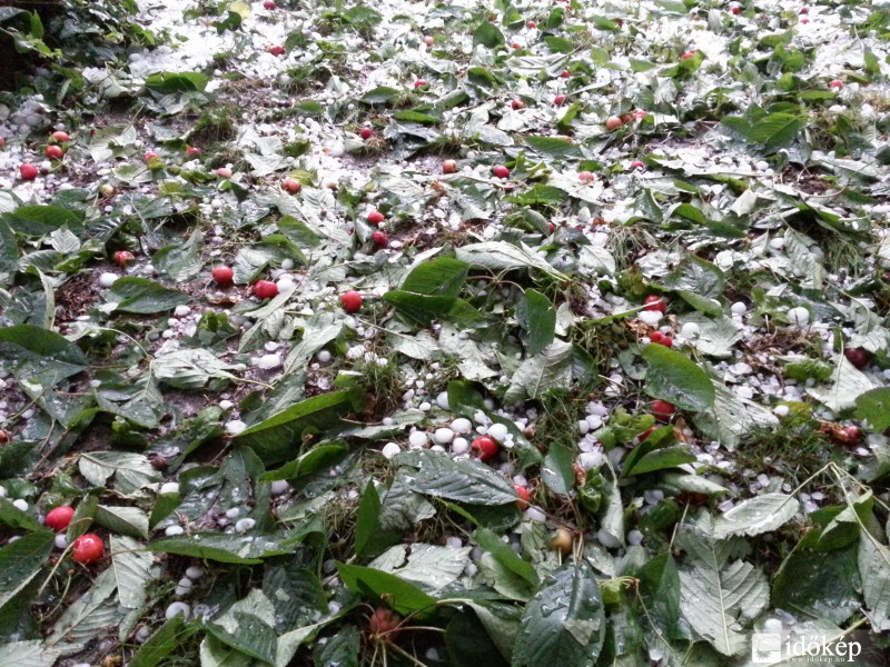 Jégeső után - cseresznye