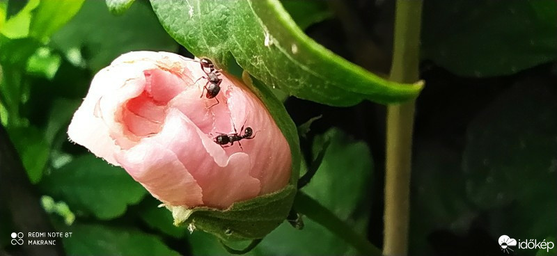 Észlelési fényképek