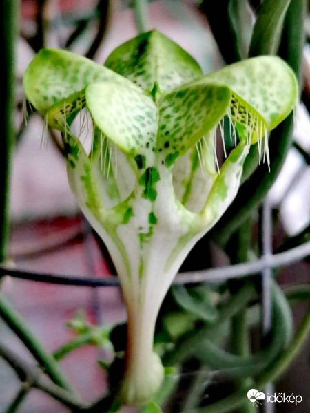 A földönkívüli virág...