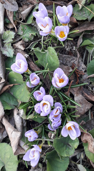 Készülődik a tavasz...