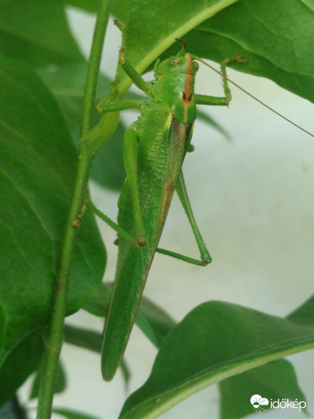Napok óta a vendégünk...