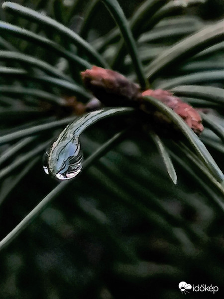 Vízcsepp a fenyőn...