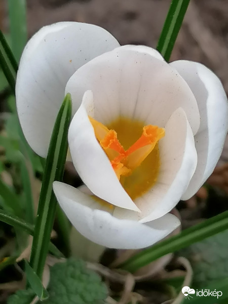 A fehér is kivirágzott...