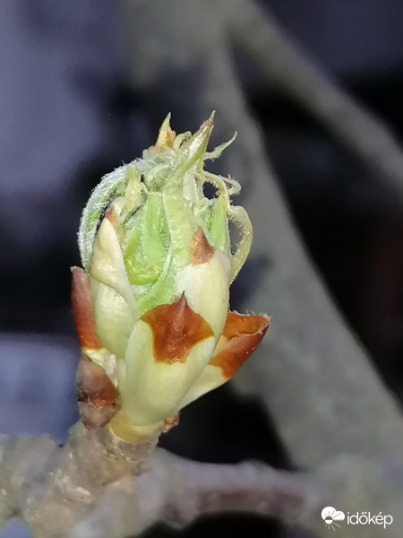 Lassan virágba borul a körtefa