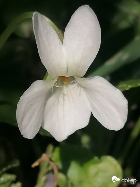 Fehér ibolya