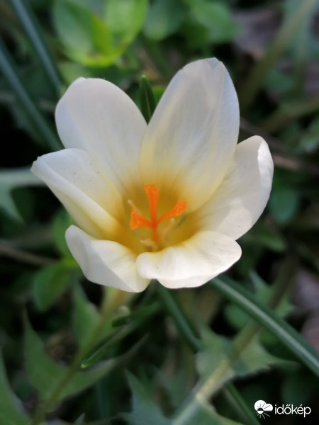 Utolsó krókuszok egyike...