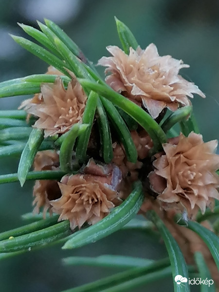 A fenyő is bontakozik...