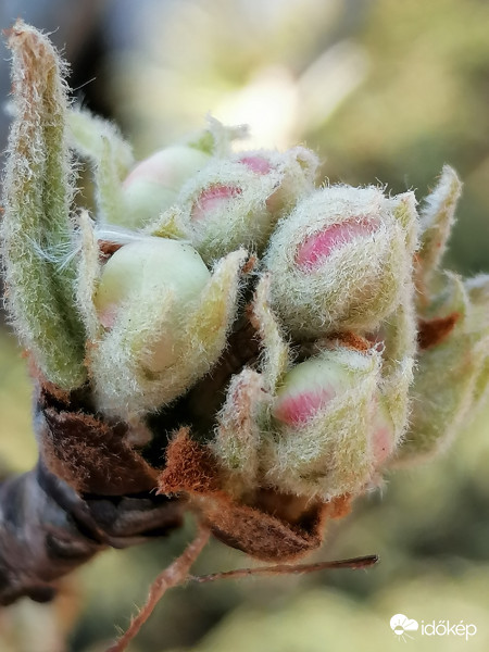 Körtefa bimbója...