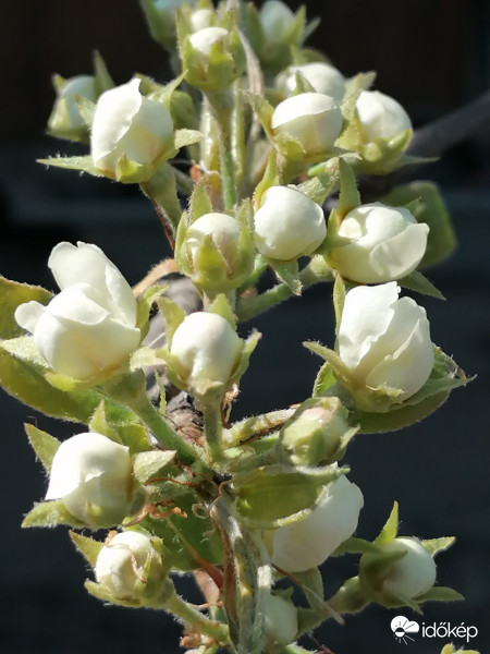 Virágcsokor a körtefán...