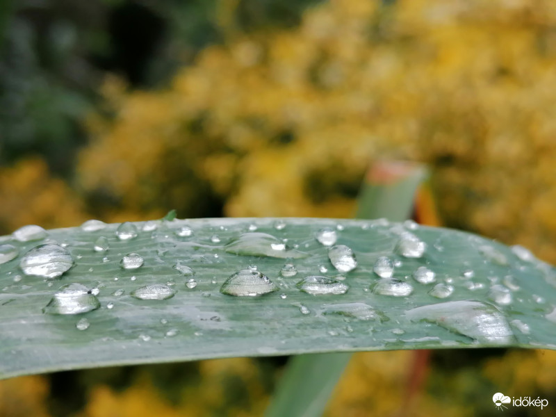Reggeli esőcseppek...