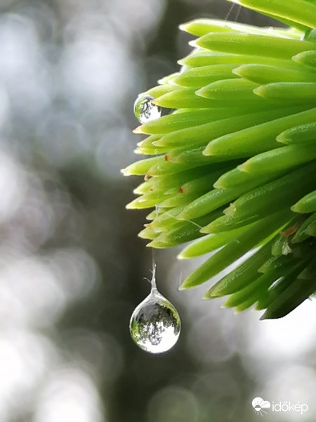 Fenyődísz esőcsppből...