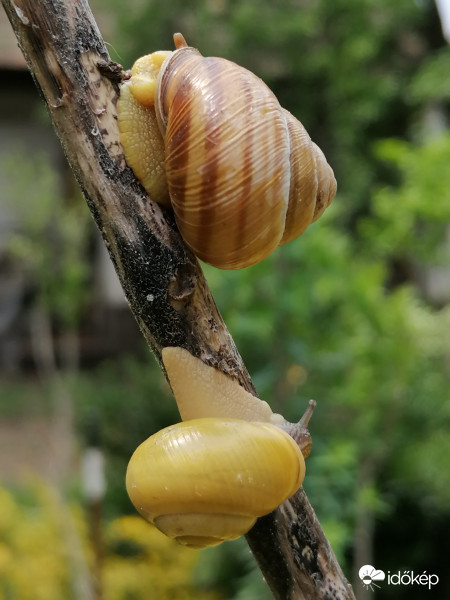 Csigabigák eső után...