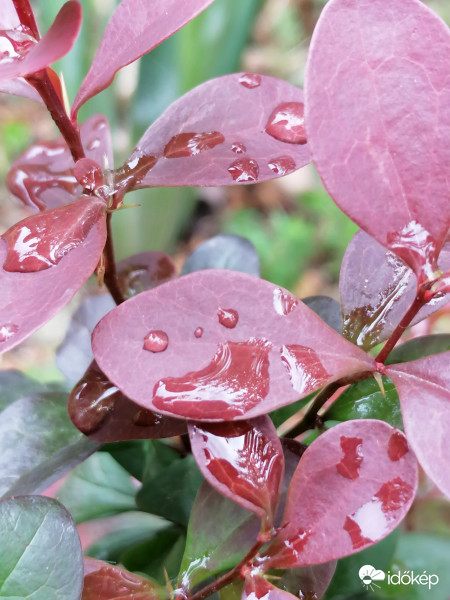 Széles szájú smiley eső után