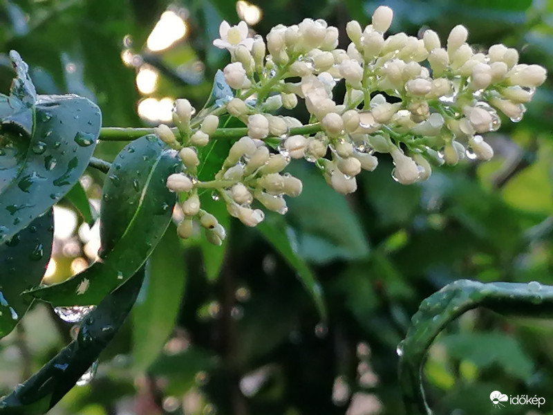 Fagyal virága eső után...