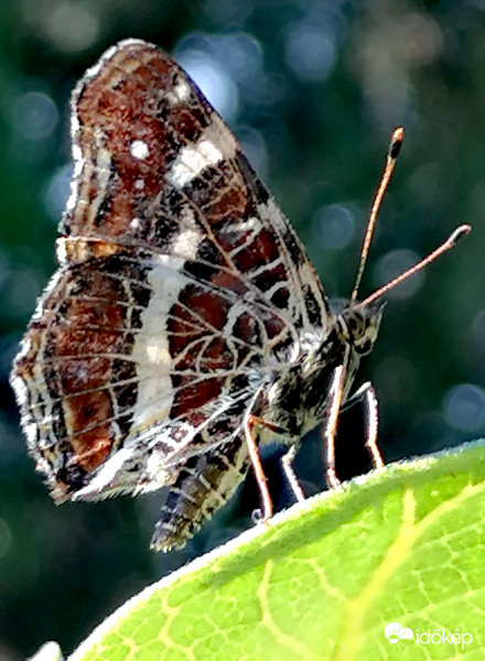 Amikor a lepke szembenéz... 