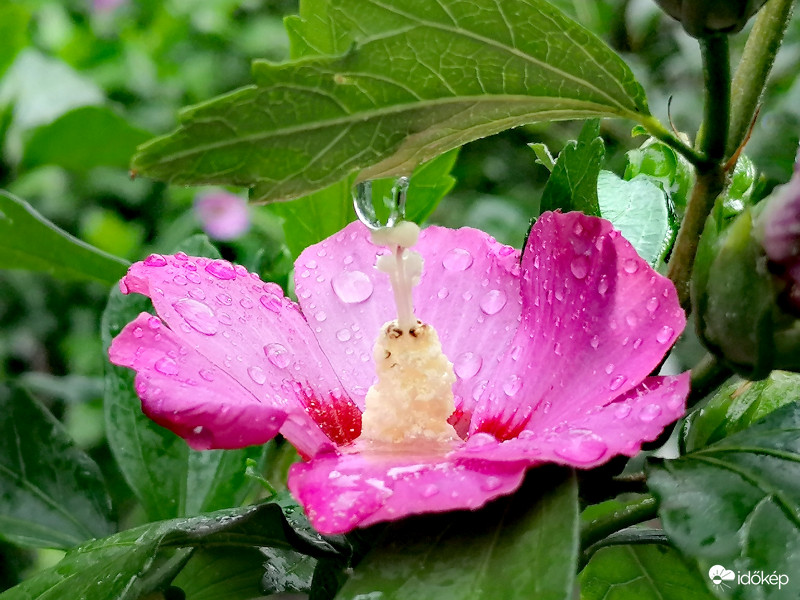 Eső utáni kapcsolat... 